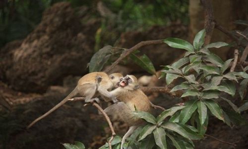 Zdjcie KENIA / poudniowa Kenia / Mombasa-Haller Park / igraszki