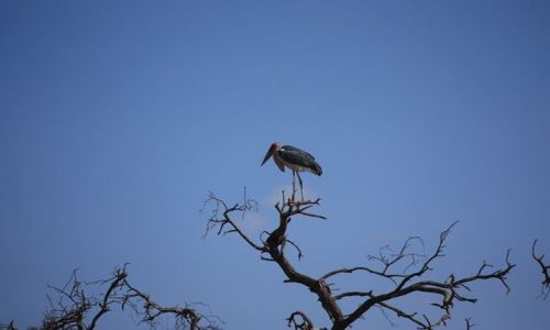 Zdjecie KENIA / poudniowa Kenia / Park Narodowy Amboseli / wyej si nie da....