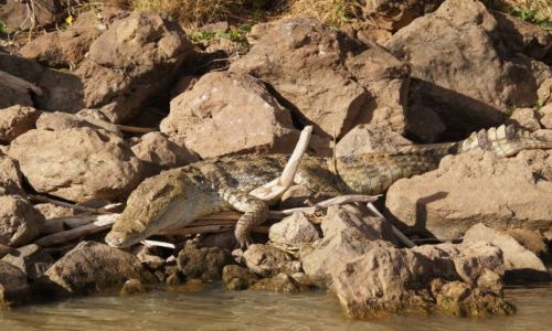 Zdjecie KENIA / - / Lake Baringo / Gdzie jest Wally?
