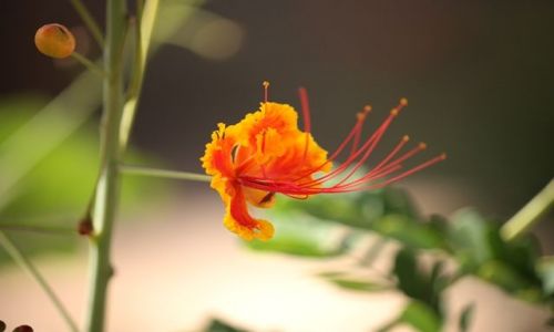 Zdjęcie KENIA / Poludniowa Kenia / Park Narodowy Tsavo East / kenijska flora