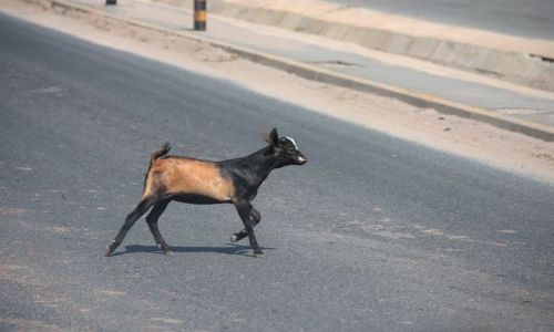 Zdjecie KENIA / Poludniowa Kenia / Mombasa / amic przepisy....