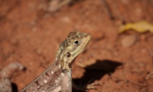 Zdjecie KENIA / Poudniowa Kenia / Tsavo East / badawcze spojrzenie....