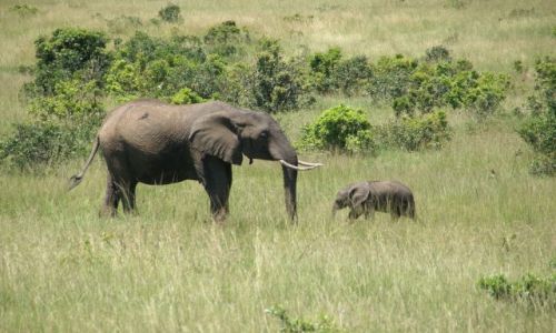 Zdjecie KENIA / - / Masai Mara / Maa wlelka mio