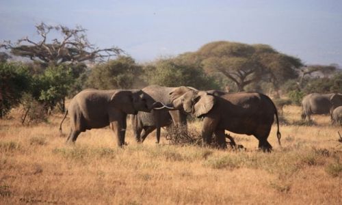 Zdjecie KENIA / Poudniowa  Kenia / Mombasa / zabawa
