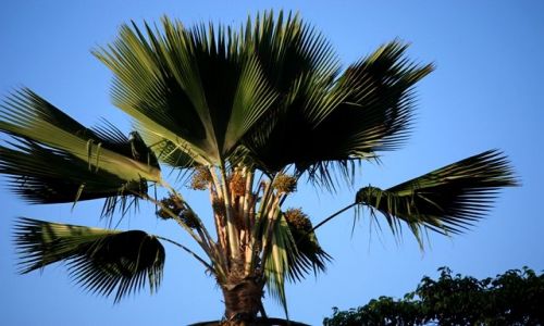 Zdjecie KENIA / Poudniowa Kenia / Mombasa / dorodna