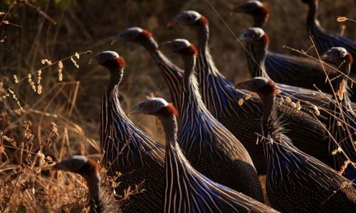 Zdjecie KENIA / Poudniiowa Kenia / Park Narodowy Amboseli / perlice spie w kolejnej odsonie