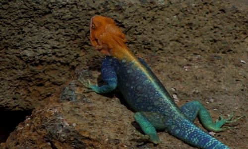 Zdjecie KENIA / Poudniiowa Kenia / Park Narodowy Amboseli / agama czerwonogowa w kolejnej odsonie