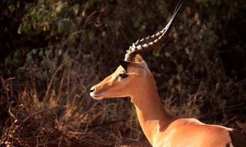 Zdjecie KENIA / Poudniiowa Kenia / Park Narodowy Amboseli / impala w kolejnej odsonie..