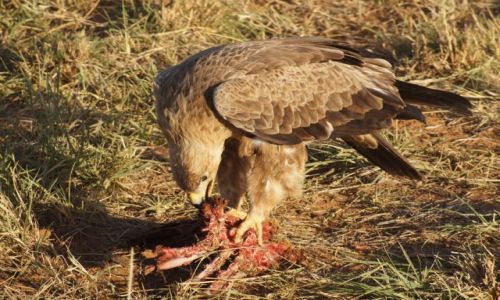 Zdjecie KENIA / - / Park Samburu / Smacznego!!!