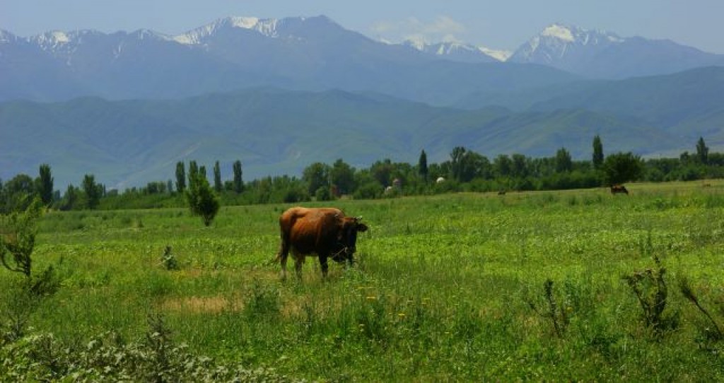 Zdjęcia: Czapajew, Czapajew, Zielono jej, KIRGIZJA Zdjęcia: Czapajew, Czapajew, Zielono jej, KIRGIZJA