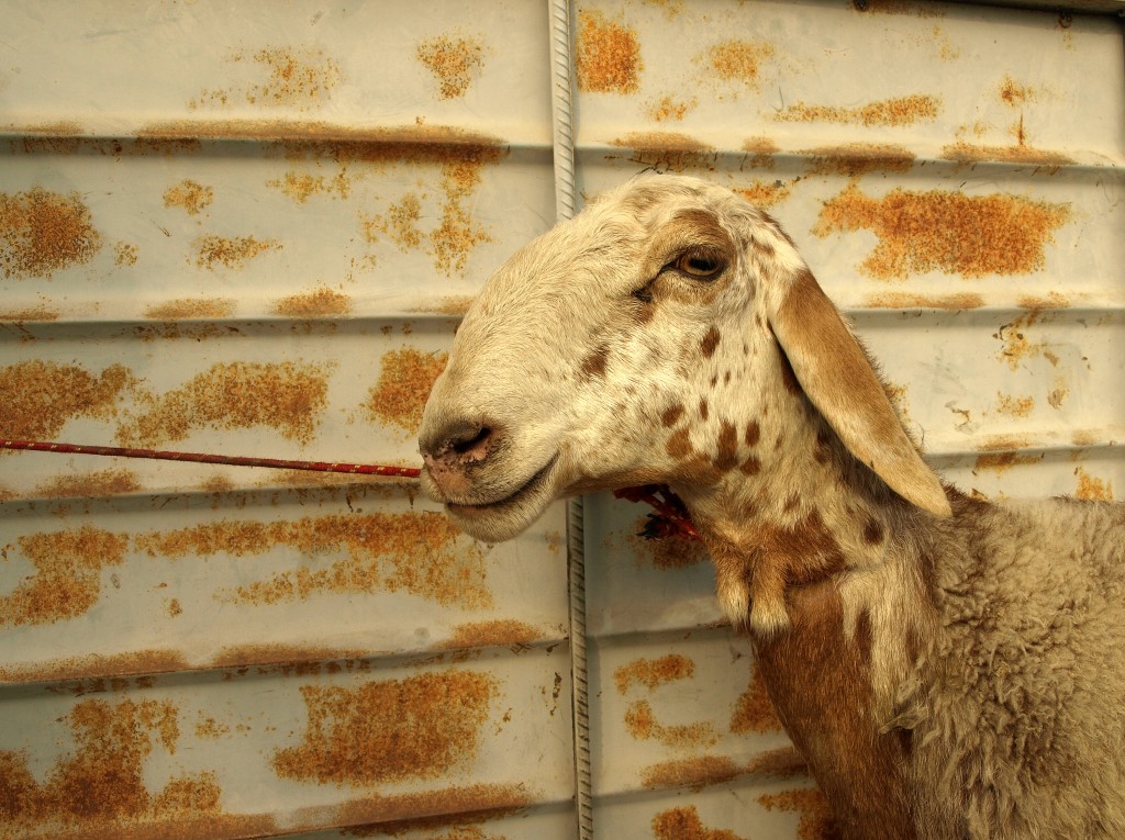 Zdjęcia: targ zwierząt w Karakoł, obwód issykulski, Kameleon, KIRGIZJA Zdjęcia: targ zwierząt w Karakoł, obwód issykulski, Kameleon, KIRGIZJA