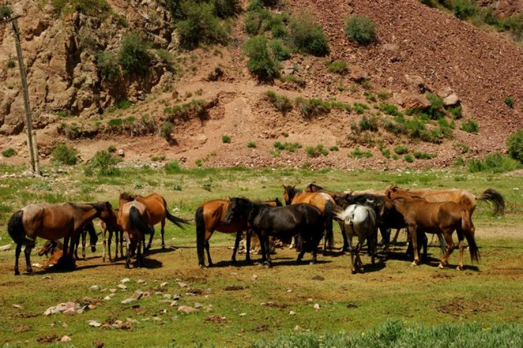 Zdjęcia: Dolen  Pass , Dolen  Pass , Stado, KIRGIZJA Zdjęcia: Dolen  Pass , Dolen  Pass , Stado, KIRGIZJA