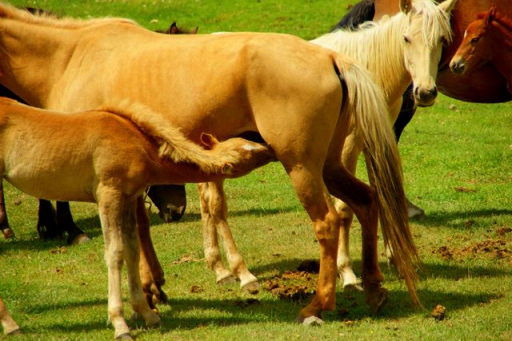 Zdjęcia: Dalan Pass, Dalan Pass, Dalan Pass, KIRGIZJA Zdjęcia: Dalan Pass, Dalan Pass, Dalan Pass, KIRGIZJA