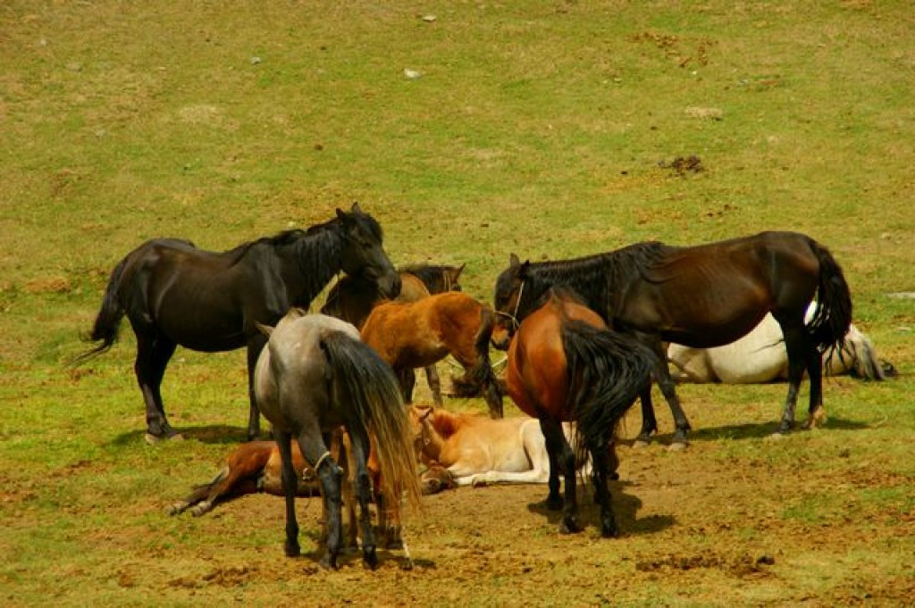 Zdjęcia: Dalan Pass, Dalan Pass, Dalan Pass, KIRGIZJA Zdjęcia: Dalan Pass, Dalan Pass, Dalan Pass, KIRGIZJA