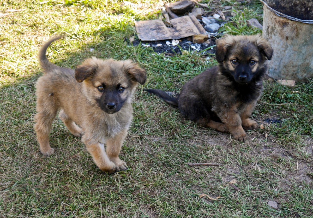 Zdjęcia: Ałtyn Arshan, obwód issykkulski, przyszłe groźne bestie ;), KIRGIZJA Zdjęcia: Ałtyn Arshan, obwód issykkulski, przyszłe groźne bestie ;), KIRGIZJA