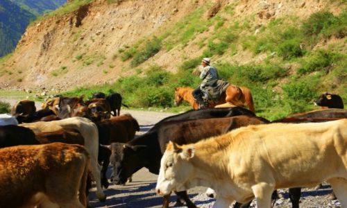 Zdjęcie KIRGIZJA / Tokmok / Tokmok / Pasterstwo