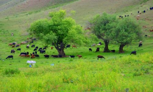 Zdjęcie KIRGIZJA / Tokmok / Tokmok / Tokmok