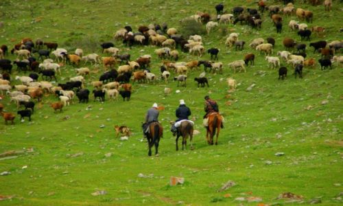 Zdjęcie KIRGIZJA / Sobolewka / Sobolewka / Pasterze