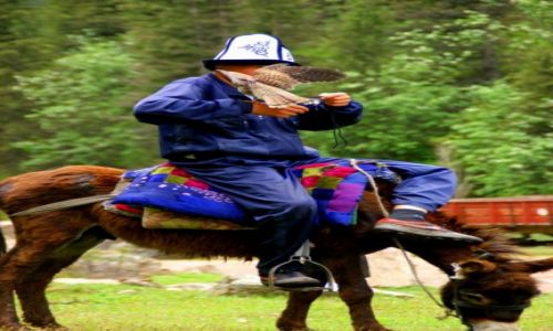 Zdj�cie KIRGIZJA / Grigoriewka / Grigoriewka / �owca