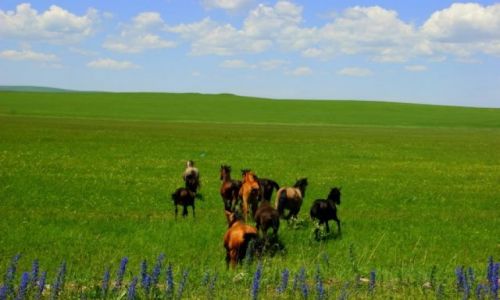 Zdjecie KIRGIZJA / Kirgizja / Kirgizja / Galop
