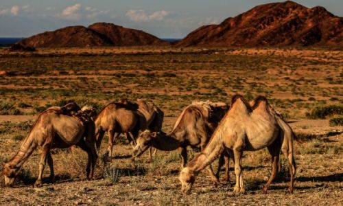 Zdjcie KIRGIZJA / obwd issykulski / nad j. Issyk-kul / Baktariany