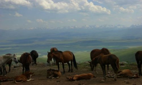 Zdjęcie KIRGIZJA / -Kirgistan / Kirgistan / Stado