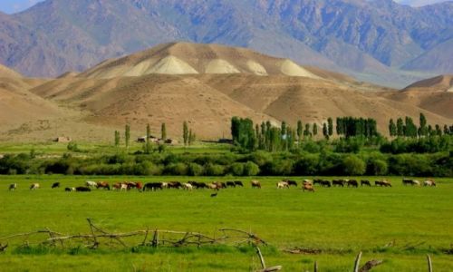Zdjęcie KIRGIZJA / Okolice Narynia / Okolice Narynia / Stado