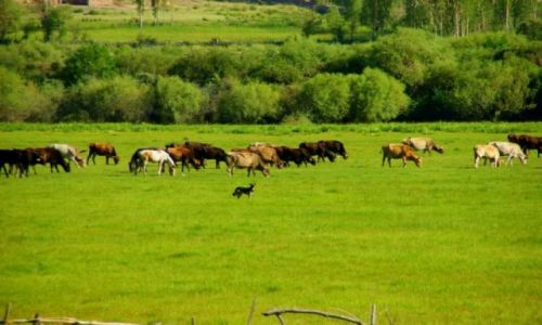 Zdj�cie KIRGIZJA / Okolice  Dalon pass / Okolice  Dalon pass / Pastwisko 