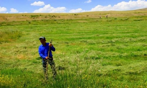 Zdjęcie KIRGIZJA / Okolice Narynia   / Okolice Narynia  / Sianokosy