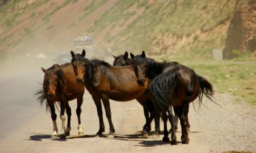 Zdjęcie KIRGIZJA / Kara Talaa / Kara Talaa / Stado