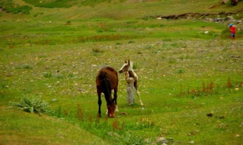 Zdjęcie KIRGIZJA / Dolan Pass / Dolan Pass / Pastwisko