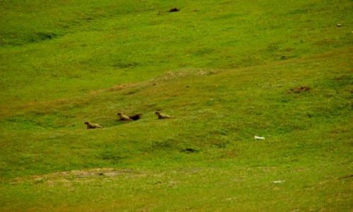 Zdjcie KIRGIZJA / Dalpa Pass / Dalpa Pass / wistski  