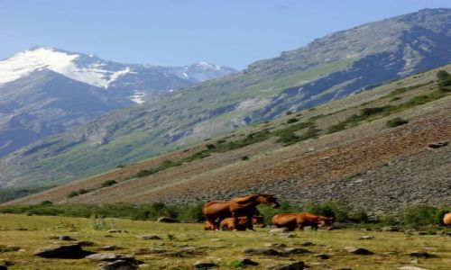 Zdjęcie KIRGIZJA / Kwiatowa Polana / Kwiatowa Polana / Kwiatowa Polana