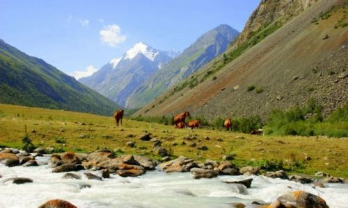 Zdjęcie KIRGIZJA / Kwiatowa Polana / Kwiatowa Polana / Kwiatowa Polana