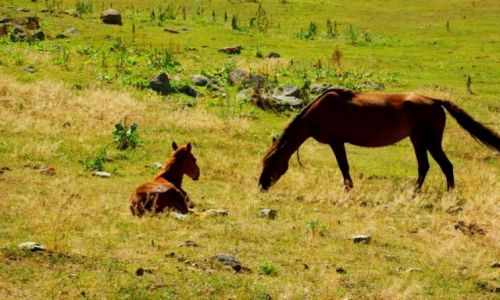 Zdjęcie KIRGIZJA / Kwiatowa Polana / Kwiatowa Polana / Kwiatowa Polana
