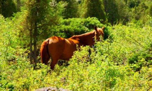 Zdjcie KIRGIZJA / Jet Oguz / Jet Oguz / Jet Oguz