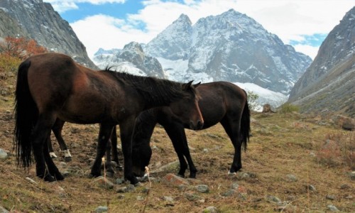 Zdjecie KIRGIZJA / -Tian Shan / Ala-Archa  / Ala-Archa Horses 