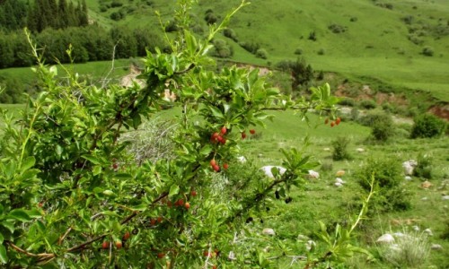 Zdjęcie KIRGIZJA / Północny wschód / Okolice Jergalan / Berberys