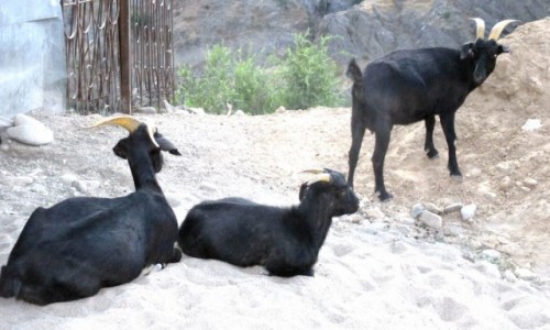 Zdjęcie KIRGIZJA / Południowy zachód / Taran-Bazar / Idziecie, czy nie?