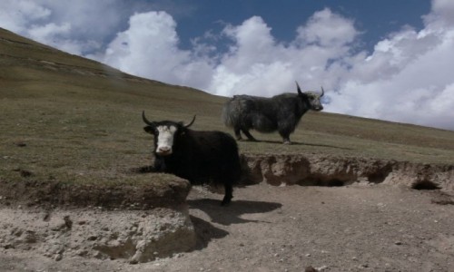 Zdjcie KIRGIZJA / Kirgizja / Gry / Jaki