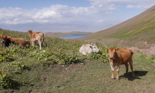 Zdjęcie KIRGIZJA / obwód oszyński / Turpar Kul, Pamir / pastwisko na 3600