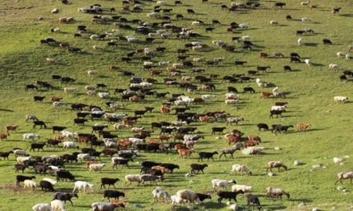 Zdjecie KIRGIZJA / Azja Centralna / Tien Shan / Kirgizja 9