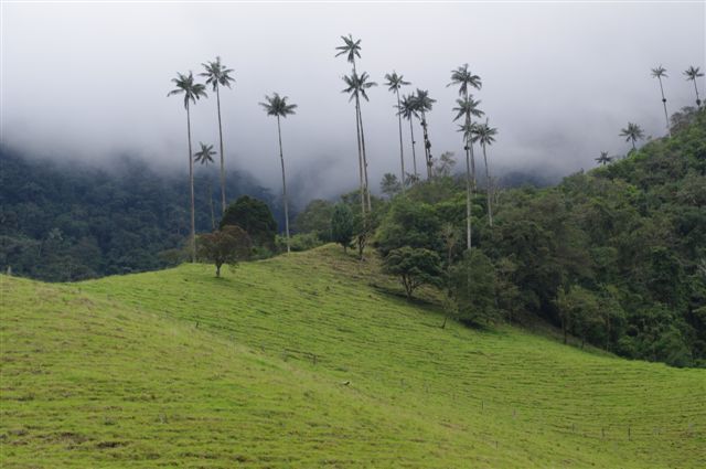 Zdjęcia: Cocora Valley, Palmy, KOLUMBIA Zdjęcia: Cocora Valley, Palmy, KOLUMBIA