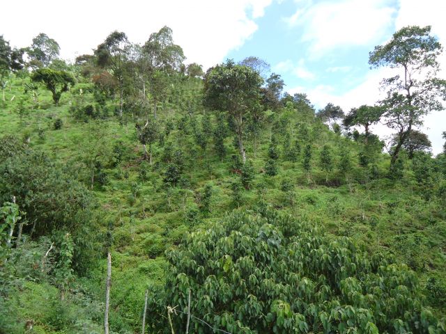 Zdjęcia: Salento, Quindio, Kawowa farma, KOLUMBIA Zdjęcia: Salento, Quindio, Kawowa farma, KOLUMBIA