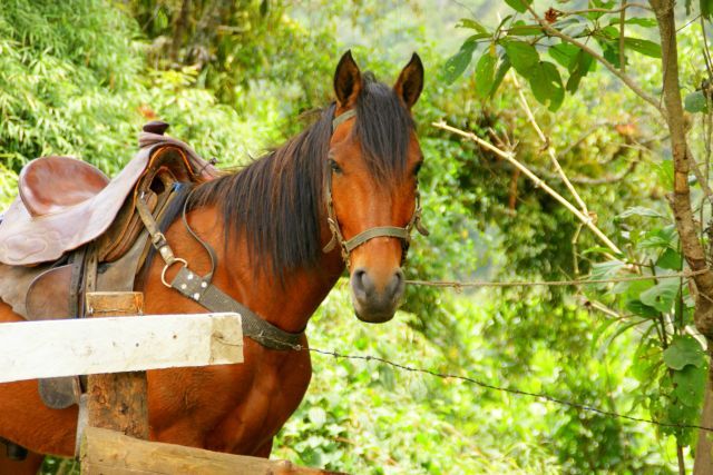 Zdjęcia: Salenta, Salenta, Okienko, KOLUMBIA Zdjęcia: Salenta, Salenta, Okienko, KOLUMBIA