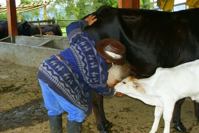 Zdjęcia: Salenta, Salenta, Salenta, KOLUMBIA Zdjęcia: Salenta, Salenta, Salenta, KOLUMBIA