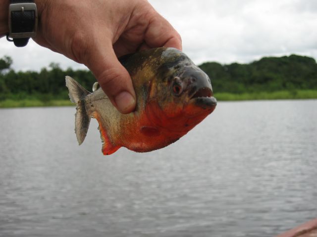 Zdjęcia: puerto narino, amazonas, złota rybka, KOLUMBIA Zdjęcia: puerto narino, amazonas, złota rybka, KOLUMBIA
