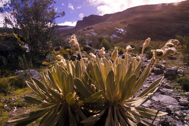 Zdj cia: Sierra Nevada del Cocuy, Sierra Nevada del Cocuy, Freilejones, KOLUMBIA