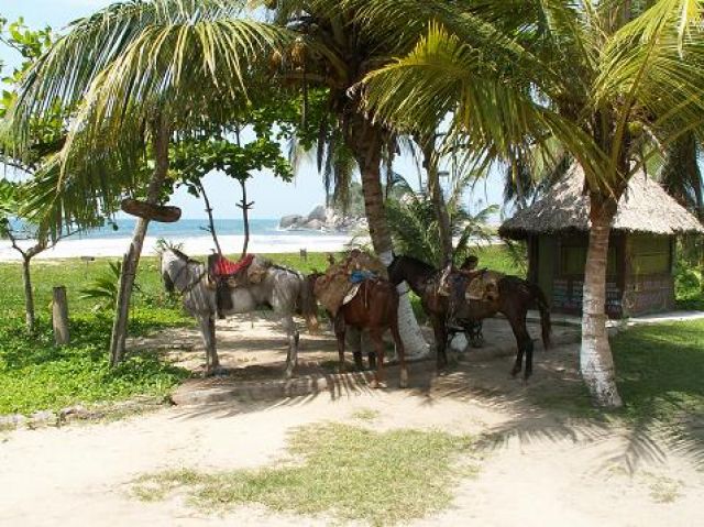 Zdjęcia: Parque Nacional Tayrona, Parque Nacional Tayrona, parking w cieniu, KOLUMBIA Zdjęcia: Parque Nacional Tayrona, Parque Nacional Tayrona, parking w cieniu, KOLUMBIA