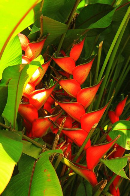 Zdjęcia: Valle de Cocora, płn Kolumbia, Heliconia, KOLUMBIA Zdjęcia: Valle de Cocora, płn Kolumbia, Heliconia, KOLUMBIA